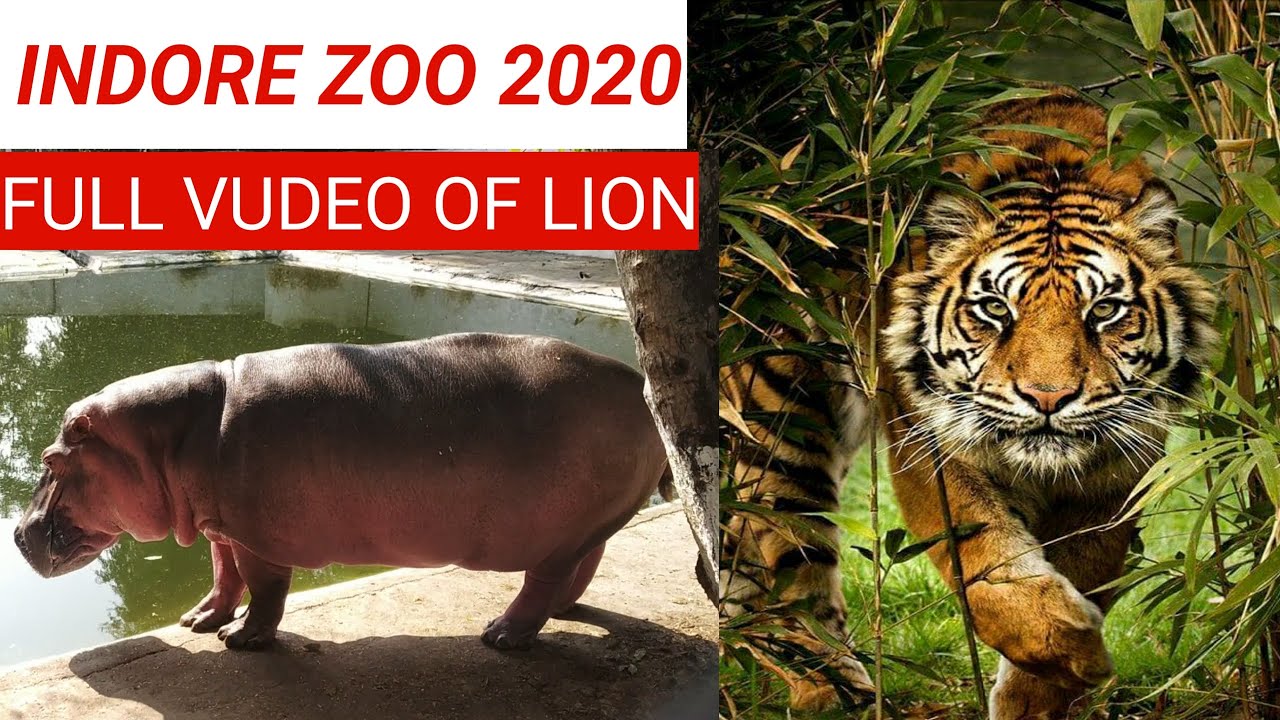 Indore Zoo TIGER Came Out In Lockdown | New Video Snake House | Full Video Of Tiger&Lion Saहंस Life