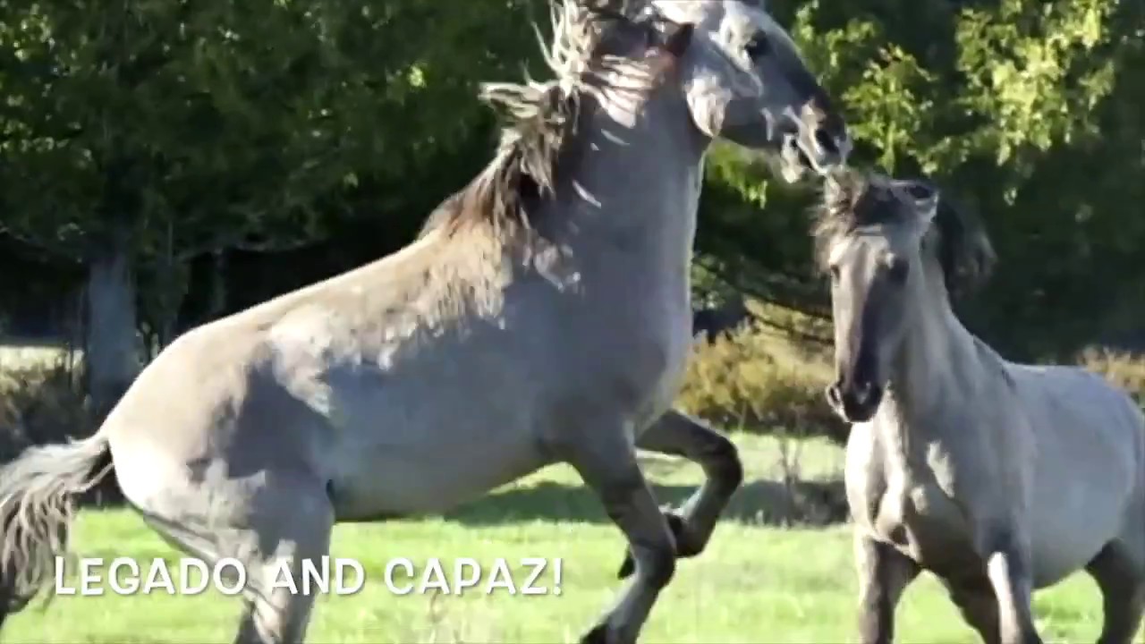 Sorraia Bachelor Stallions