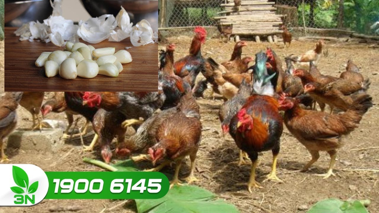 Sử dụng tỏi nâng sức đề kháng cho gà | VTC16