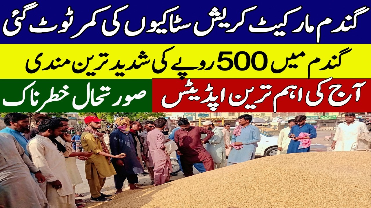 New Gandum Rates Today 2026 || New Wheat Price Today || Gundam kay Rates Today