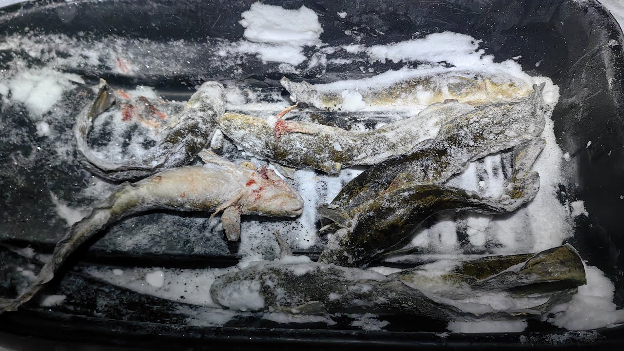 НАШЁЛ НАЛИМА.РЫБАЛКА.Скоро НЕРЕСТ. Он начинает собираться в кучу, но ещё ЖРЁТ! Жерлицы, поставушки.