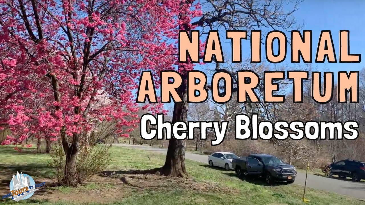4K Drive Through Cherry Blossoms at the National Arboretum