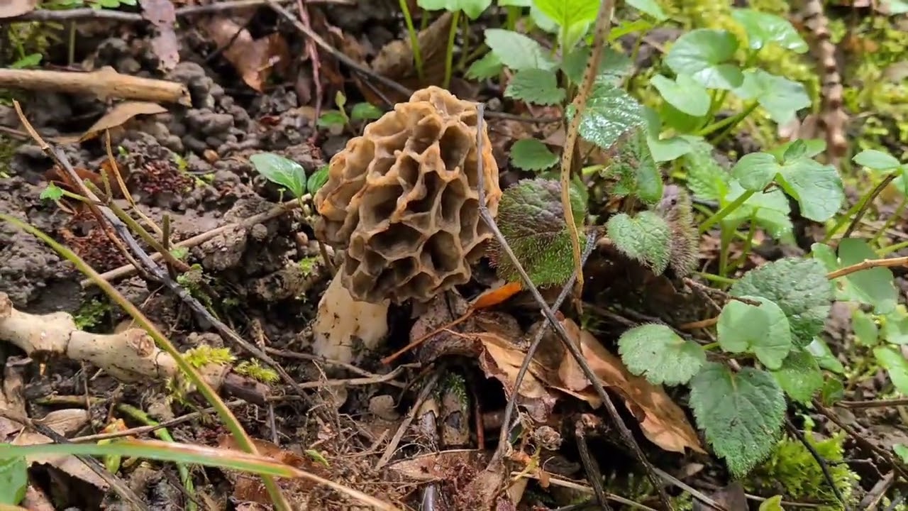 A Pâques, prospection improvisée sur un secteur inconnu : les morilles seront-elles au rendez-vous ?