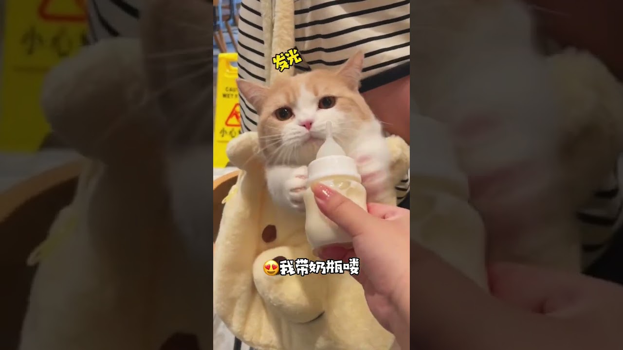 猫咪:呼吸!人:手段了得! #小奶猫的成长日记 #万物可爱计划 #猫猫真的好像个小宝宝