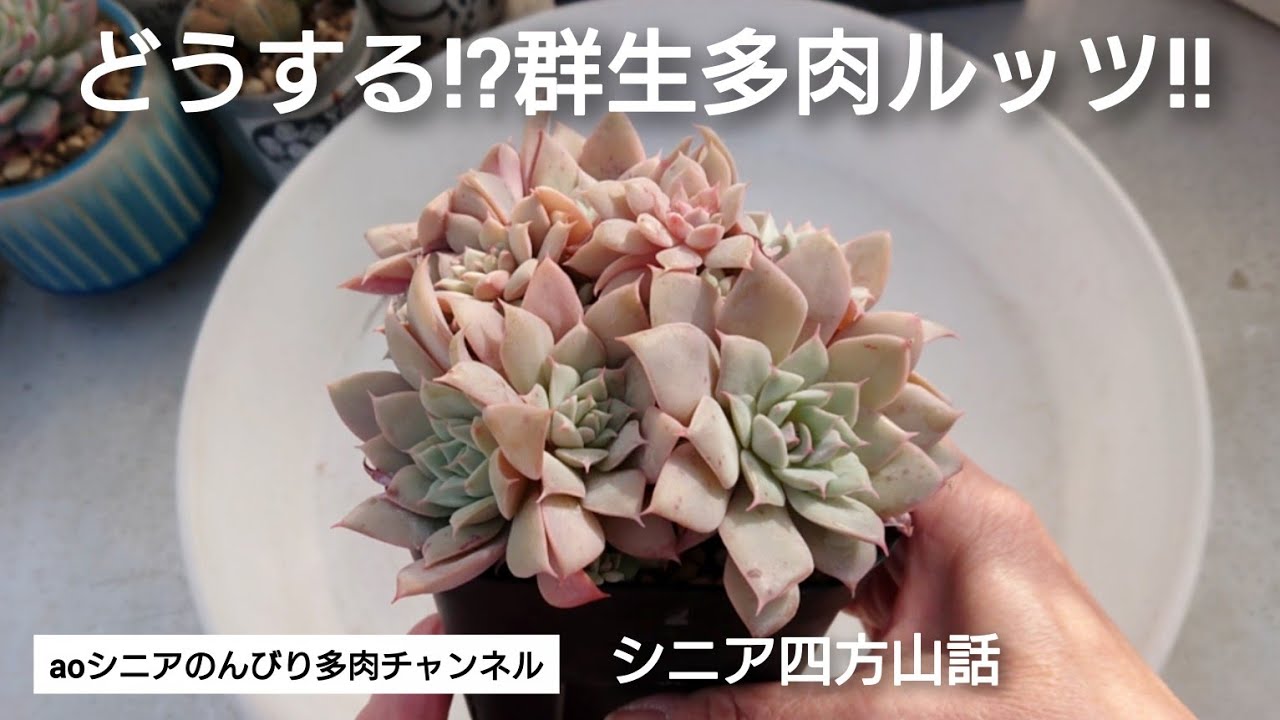 [369][多肉植物]群生多肉のルッツがパンパンになっているので何とかします😅2026年1月10日
