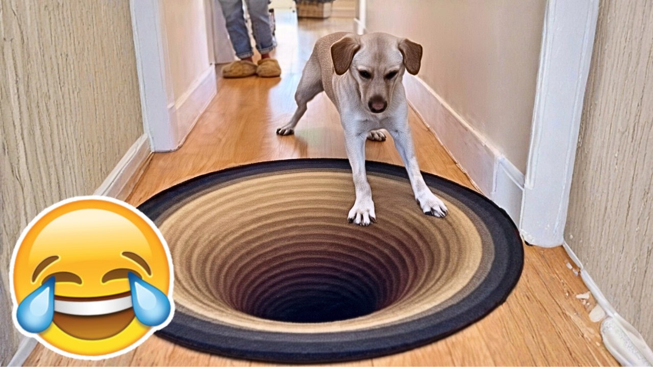 ANIMAIS ENGRAÇADOS - CÃES E GATOS ENGRAÇADOS - #01