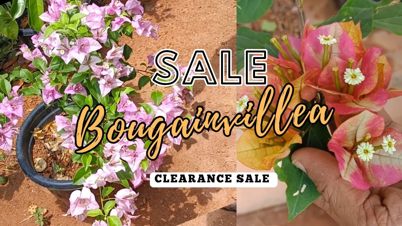 Bougainvillea online sale. Sale video. Clearance sale. Bougainvillea sale near me. #kerala #nearme