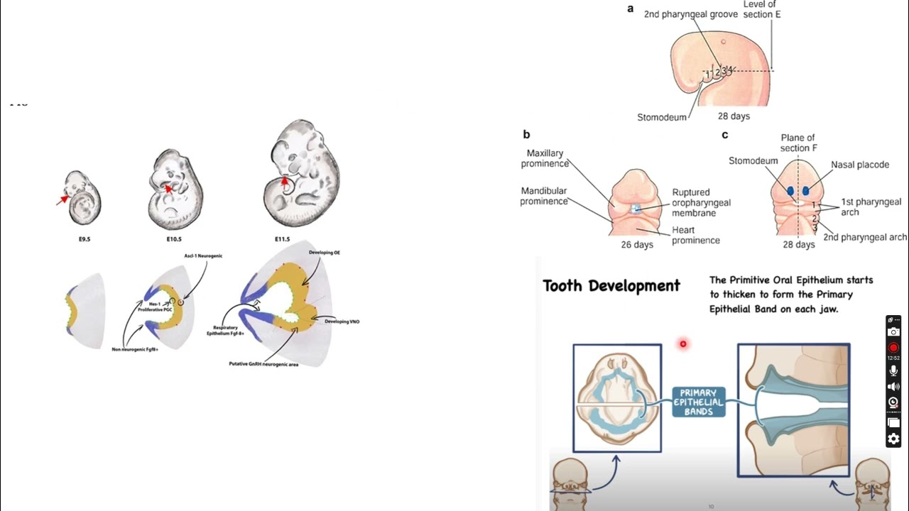 Embryonic period   Made with Clipchamp