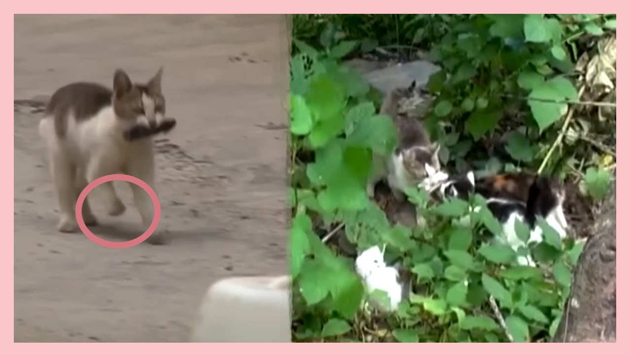 A disabled mother cat carries mackerel up the mountain to raise her kittens