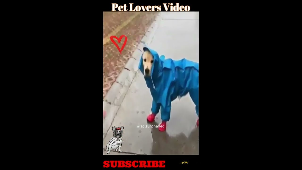 Best Dog Raincoat | Dog Raincoat DIY | Cute Dog Walking in Rain | dog dress making at home #shorts
