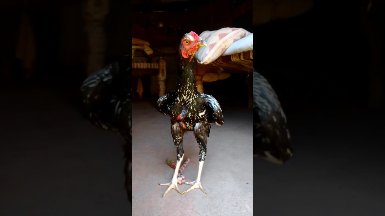 Young Aseel Rooster 😱😍🐣 #aseel #chicken #pets #viral #jawa #shamo