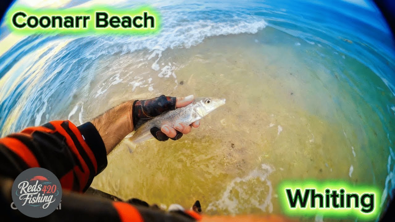 🇦🇺🎣Whiting🎣🇦🇺 #viral #fishing #shortvideos #viralvideos #beachfishing #relxing 