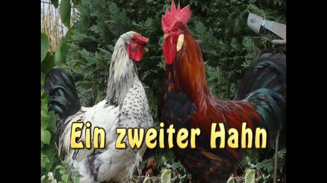 Ein zweiter Hahn (Geht das gut?)