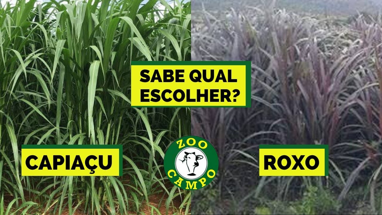 Saiba qual capim escolher para formar a sua capineira, o roxo ou capiaçu.