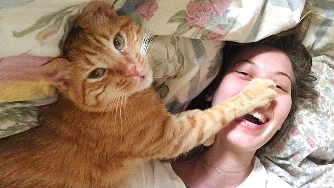When your cats bring so much laughter into your life 🐱 Funny Cats