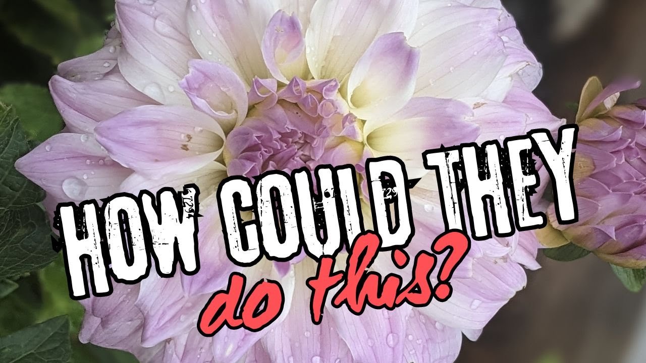 Coseytown and Santa Cruz DAHLIA CONTROVERSY!