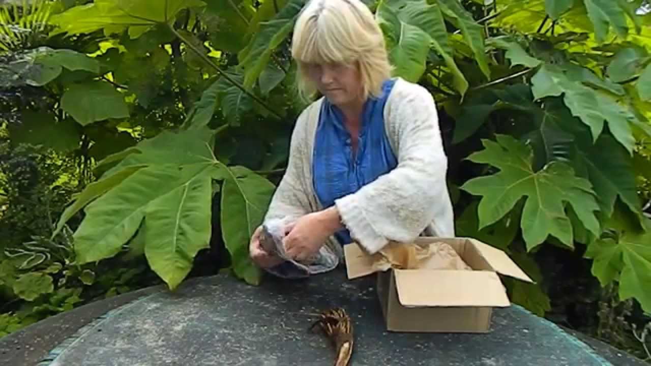 How to Plant Bare Root Perennials