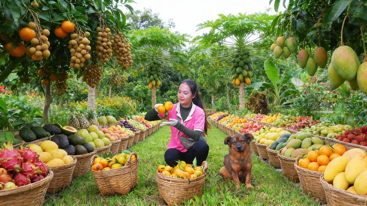 Harvest Oranges, Longan, Avocados, Guavas, Mangoes – Sell At  Market – Cook, Care For, Build My Farm