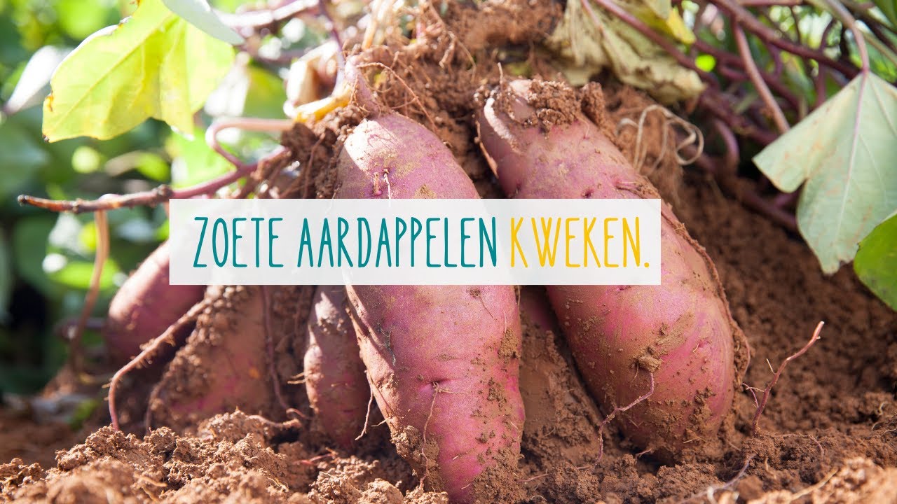 Zoete aardappelen kweken.