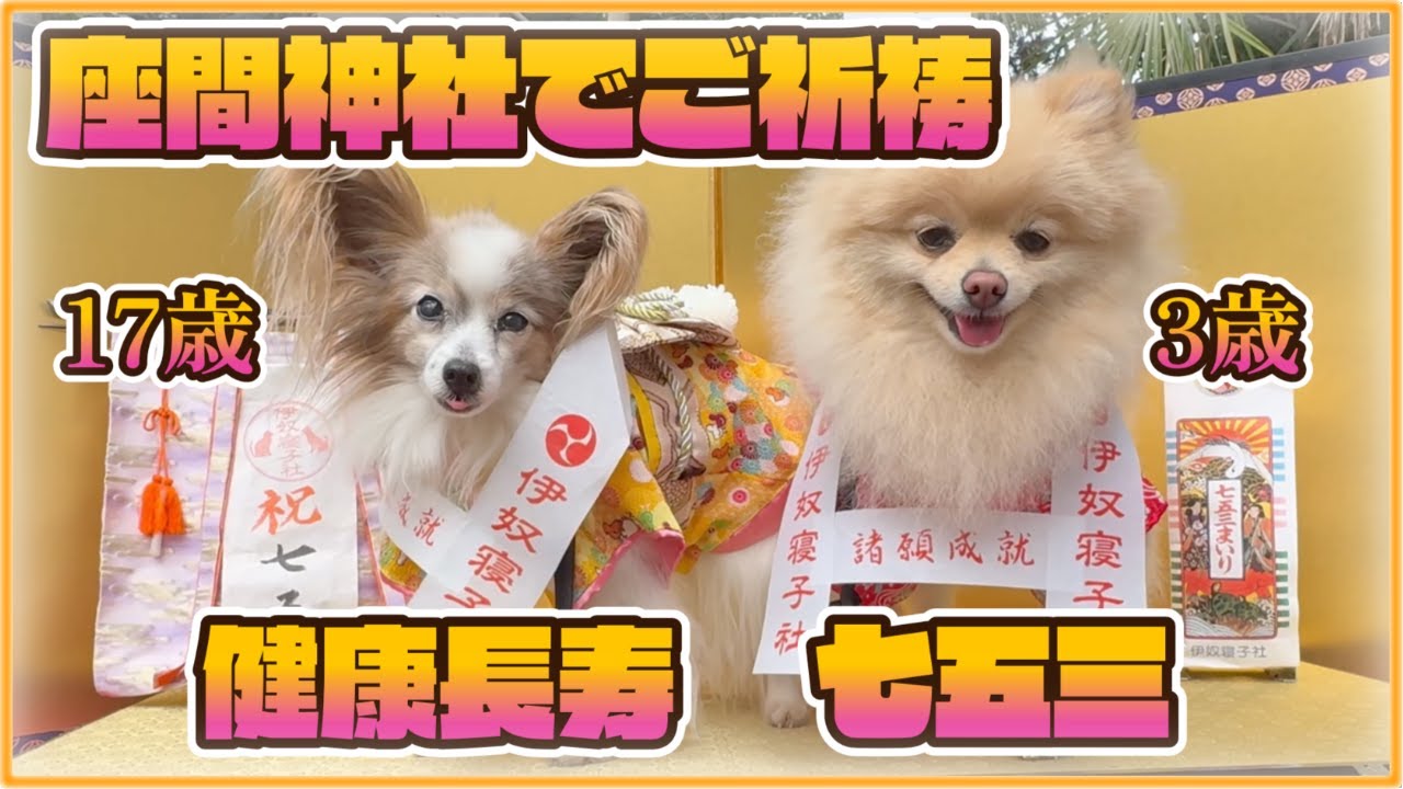 【犬とお出かけ】17歳犬が奇跡の晴れ姿！？座間神社で迎える長寿と3歳犬の七五三のWご祈祷がすごすぎた…🐶💖＆愛犬とイタリアンランチ