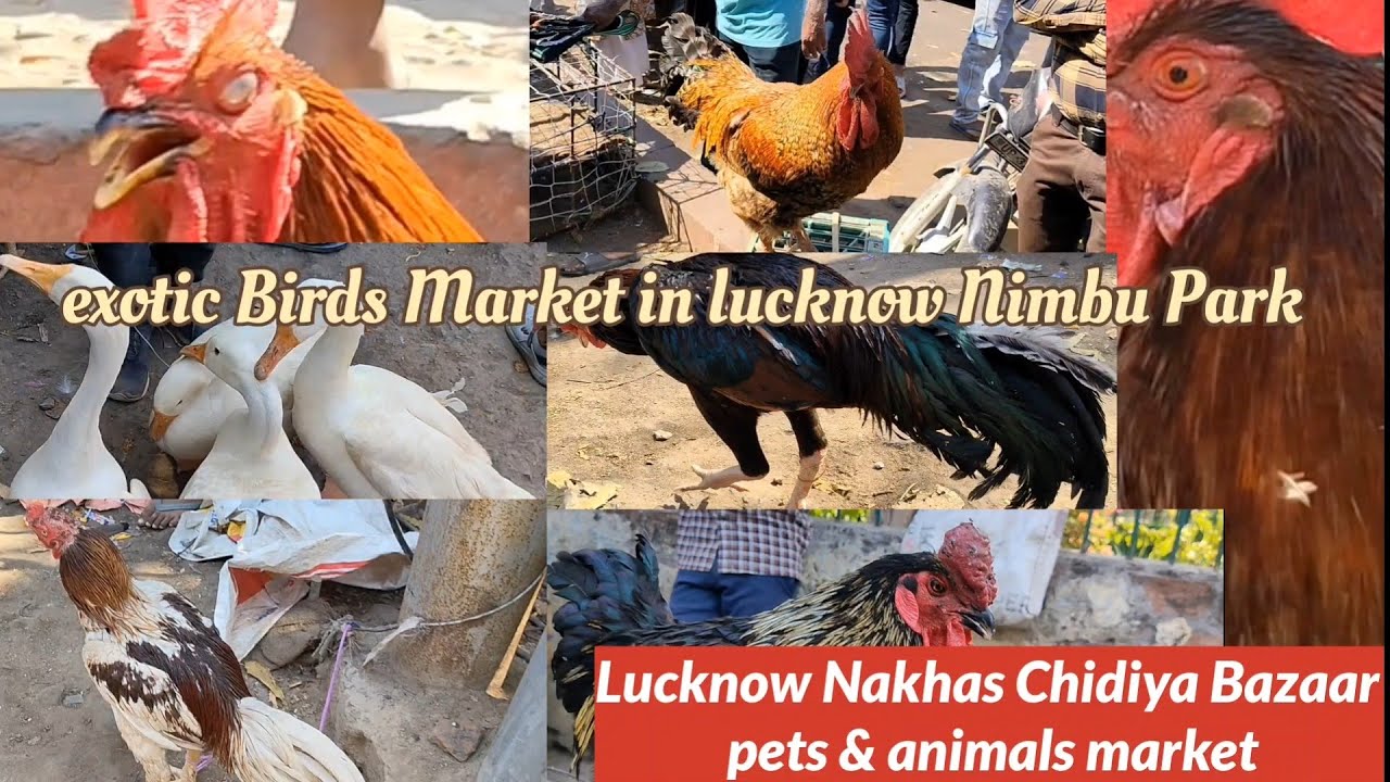 (Lucknow)Nakhas Chidiya Bazaar Pets and animals market exotic Birds Market..