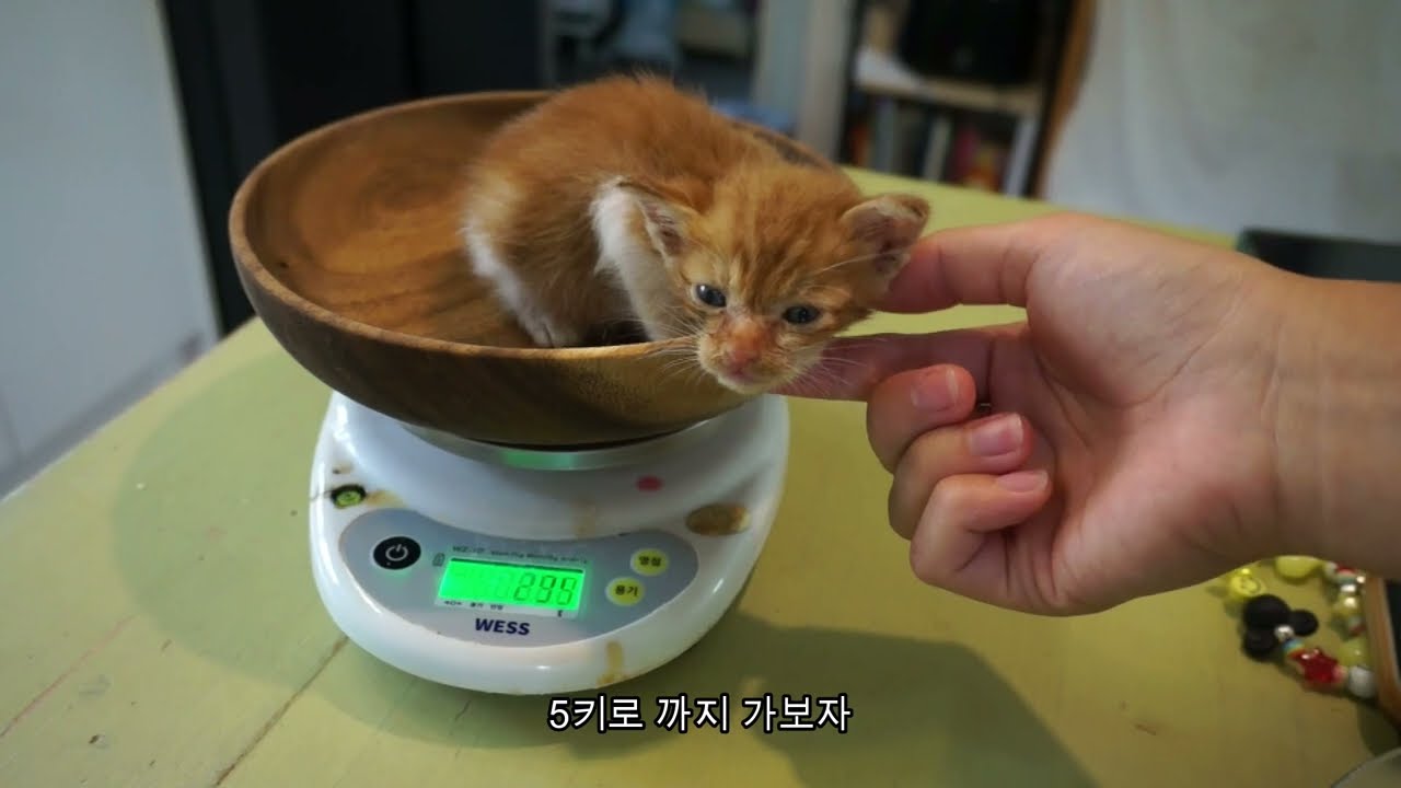 땅콩이 한접시 나왔습니다