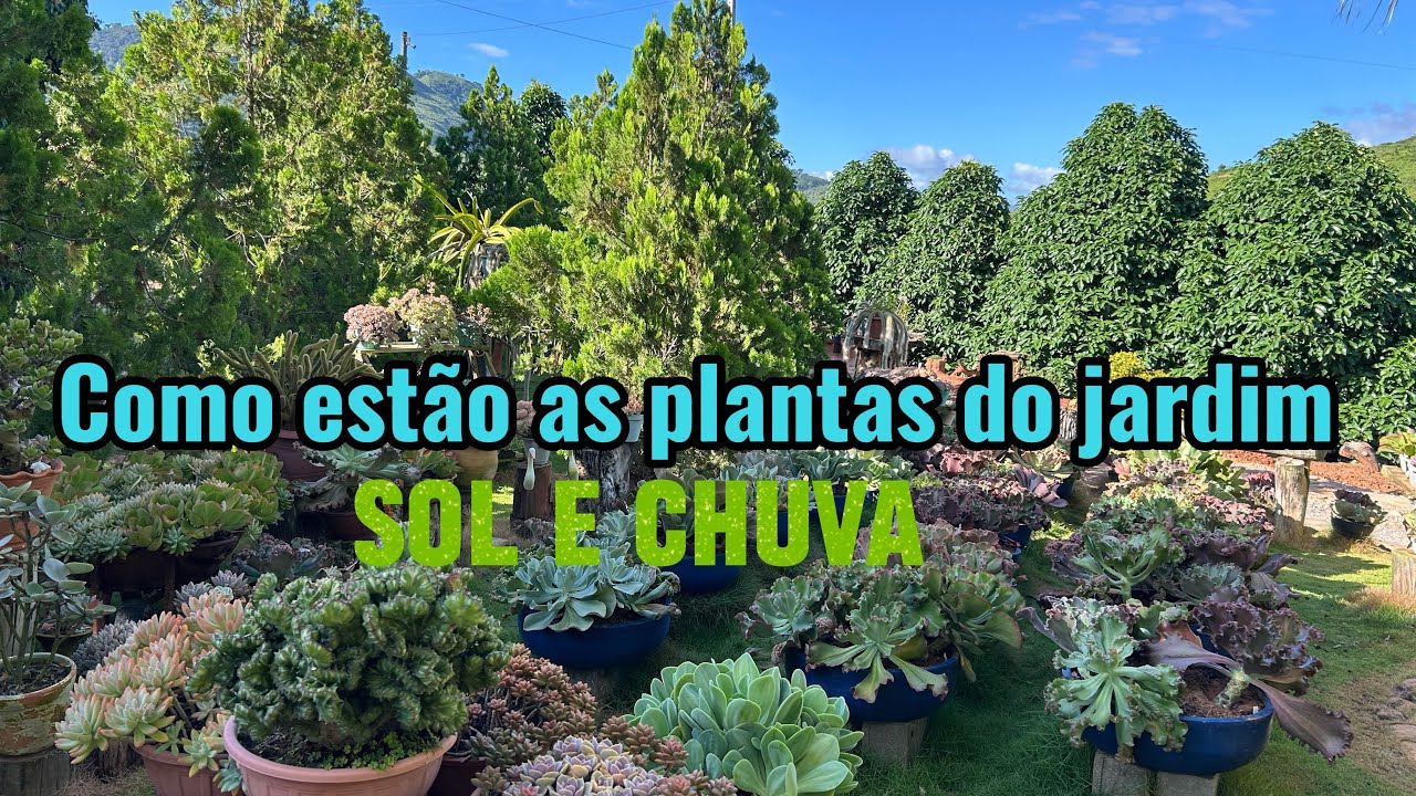 Como estão as plantas depois de muitas chuvas 