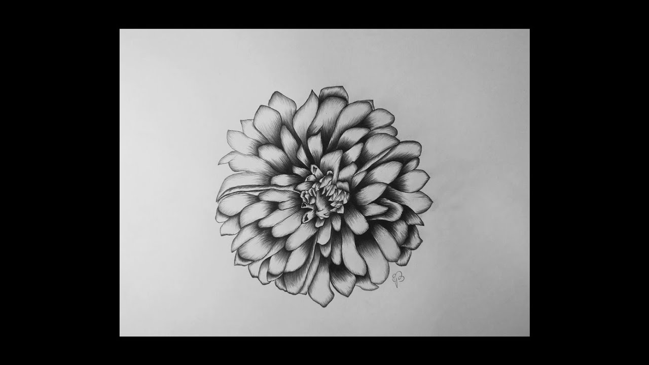 How To Draw A Dahlia Flower Step By Step