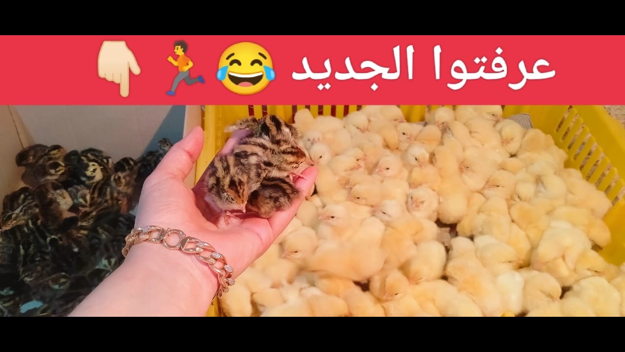 عاااجل وهام✋مفاجأة للاسعار بعد إرتفاع البنزين🔥ونزول الكتكوت الابيض🤫وارتفاع الفراخ والعلف🔥الحق نفسك