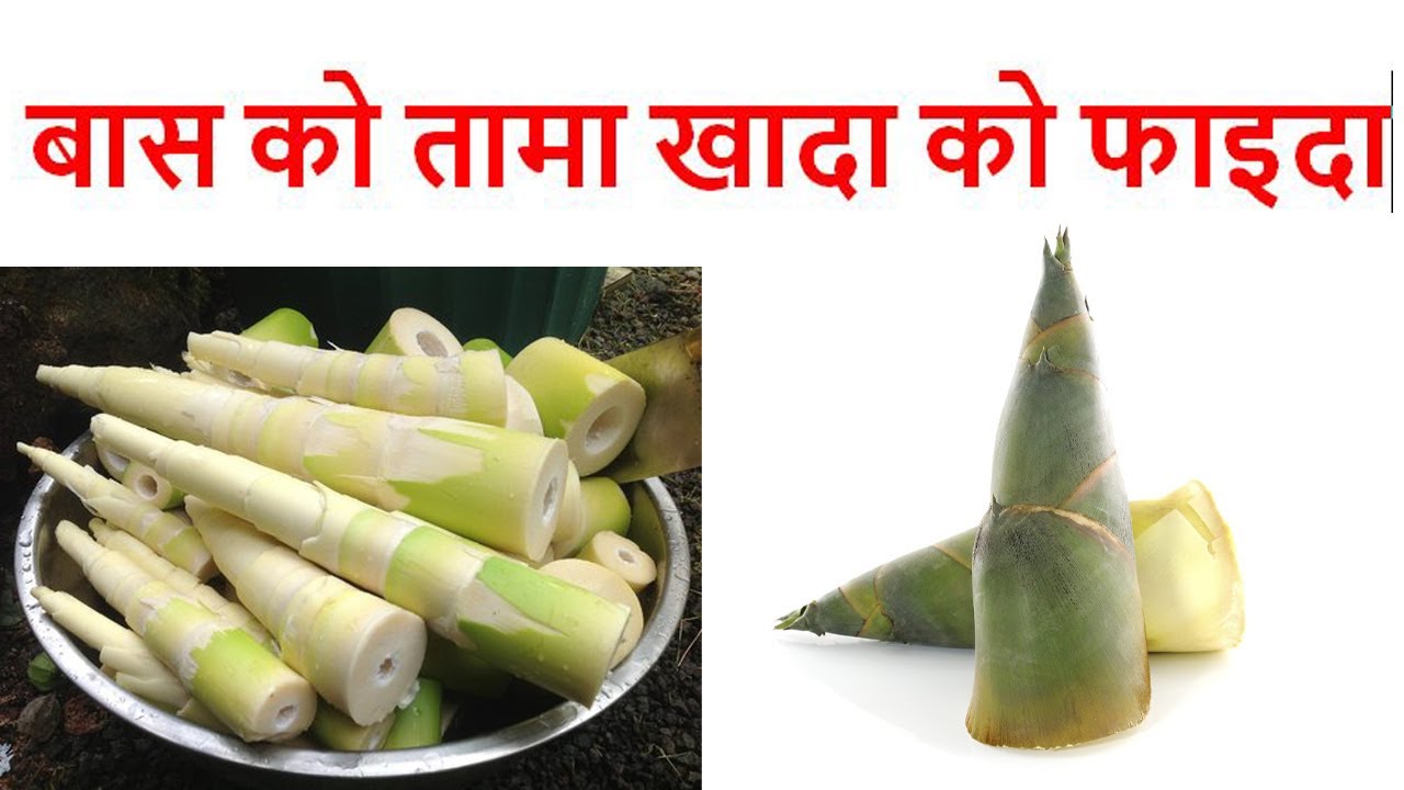 बास को तामा खादा को फाइदा  bas ko tama ko faida | krishi nepal | agriculture nepal | bamboos