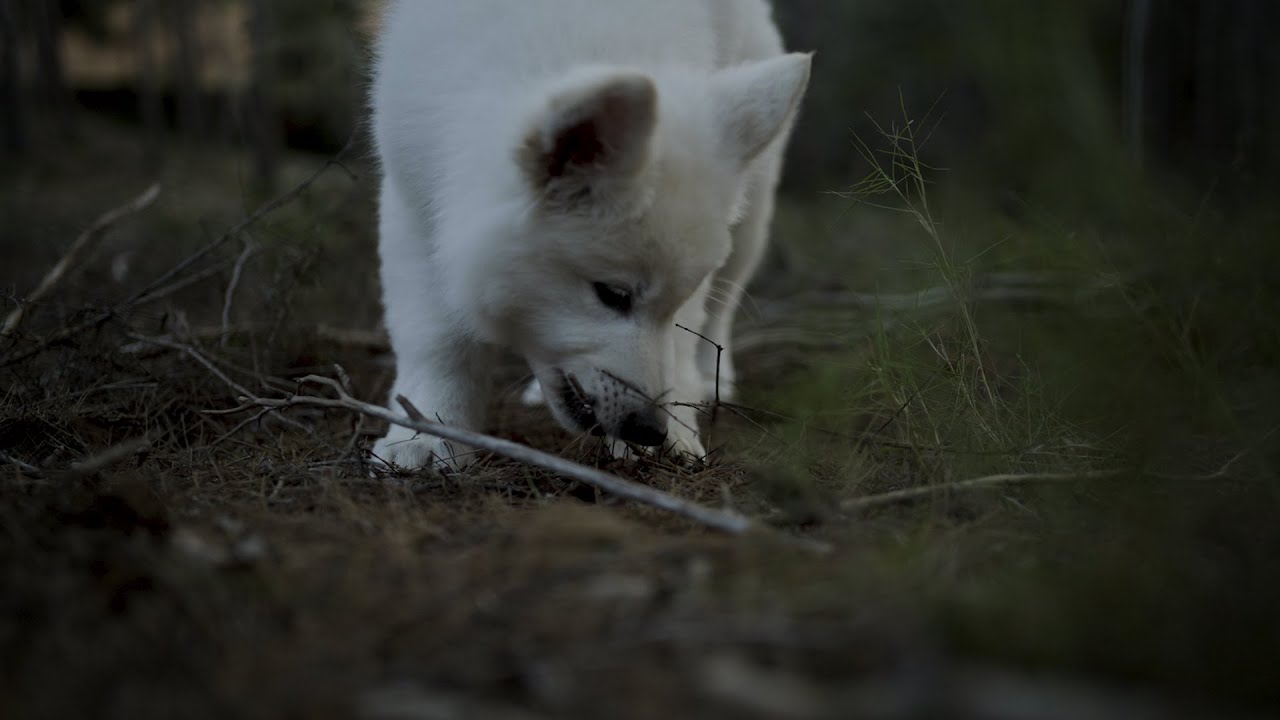 Anoki * berger blanc suisse *