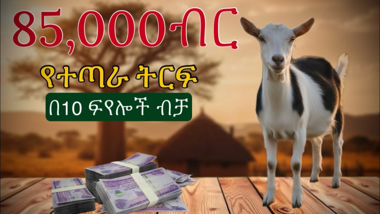 በኢትዮጵያ ውስጥ በ10 ፍየሎች በ6 ወራት ውስጥ ምን ያህል ትርፍ ሊያገኙ ይችላሉ? Howmuchprofitcan10goatsmakein6months inEthiopia