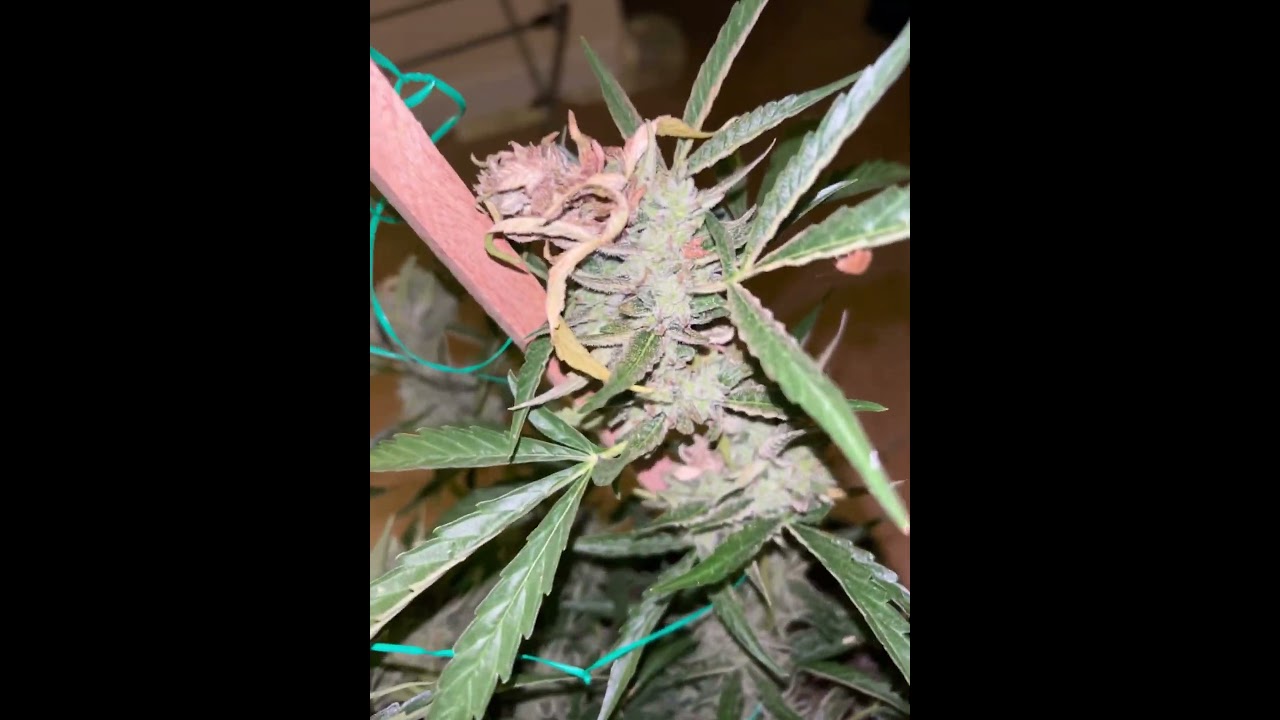 Purple Girl Scout cookies thin mint cut Growers choice