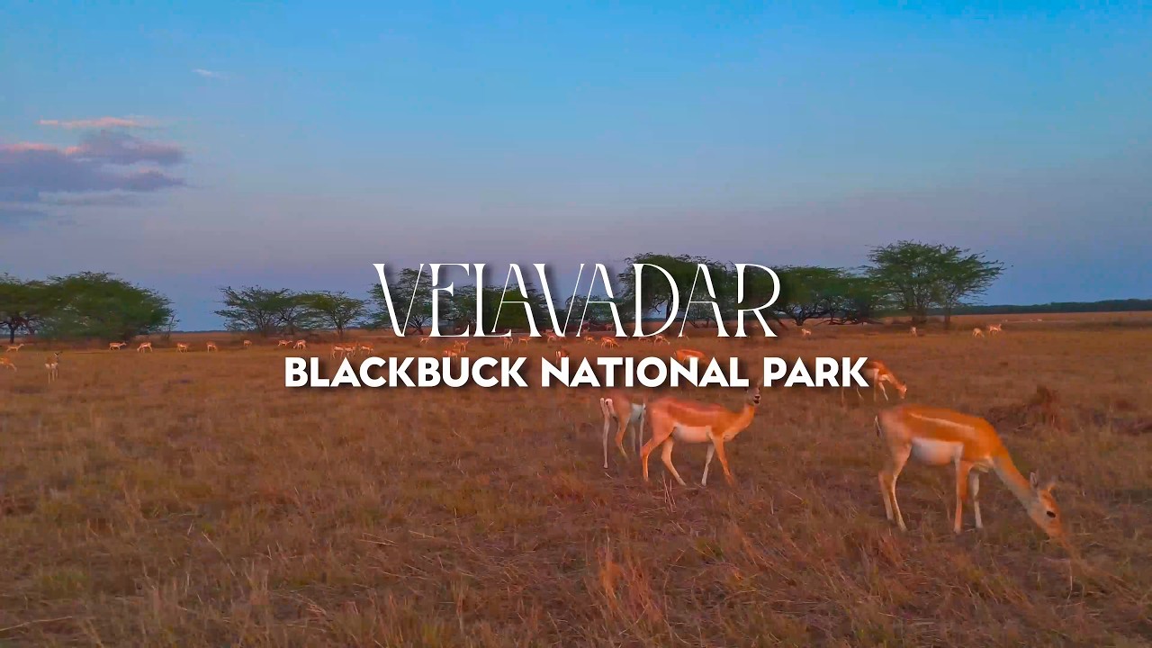 Exploring Blackbuck National Park, Velavadar | Bhavnagar, Gujarat
