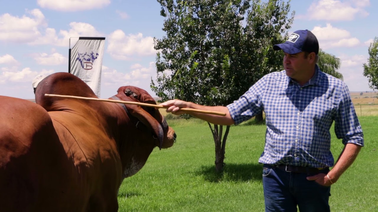 Structural Evaluation of a Brahman Bull