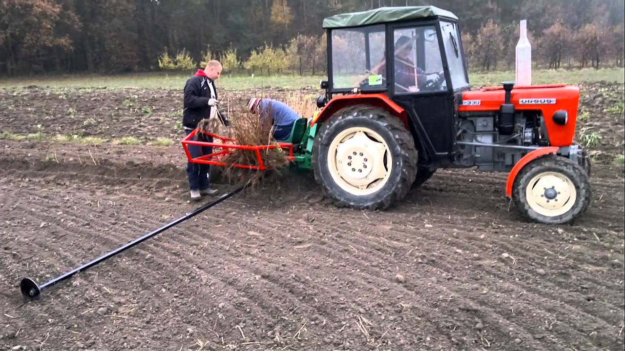 Kopanina - powiększanie potencjału produkcyjnego porzeczki czarnej( Henio Mistrz)