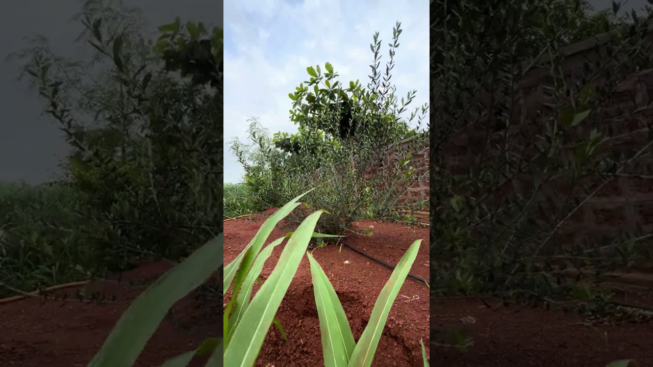 Vrindavan vikarabad #ananthagiriforest #Ananthagirihills  #activitycenter