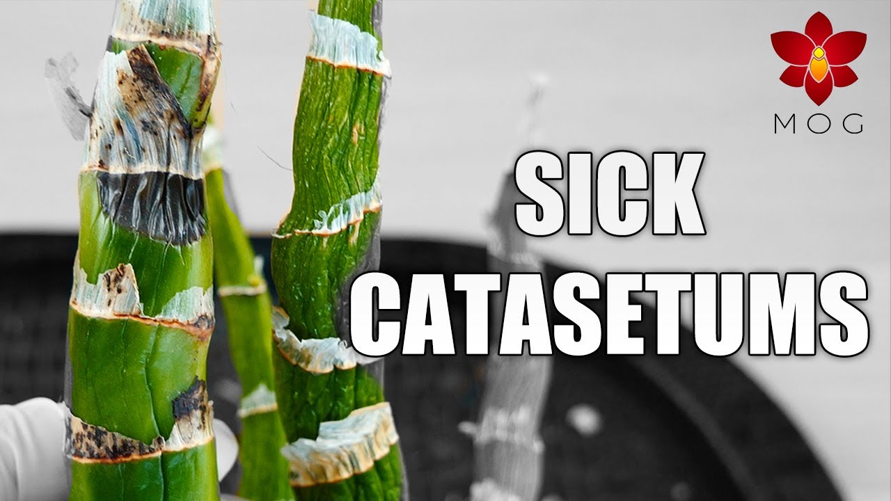 Trying to save my Catasetum Orchids with rotten pseudobulbs