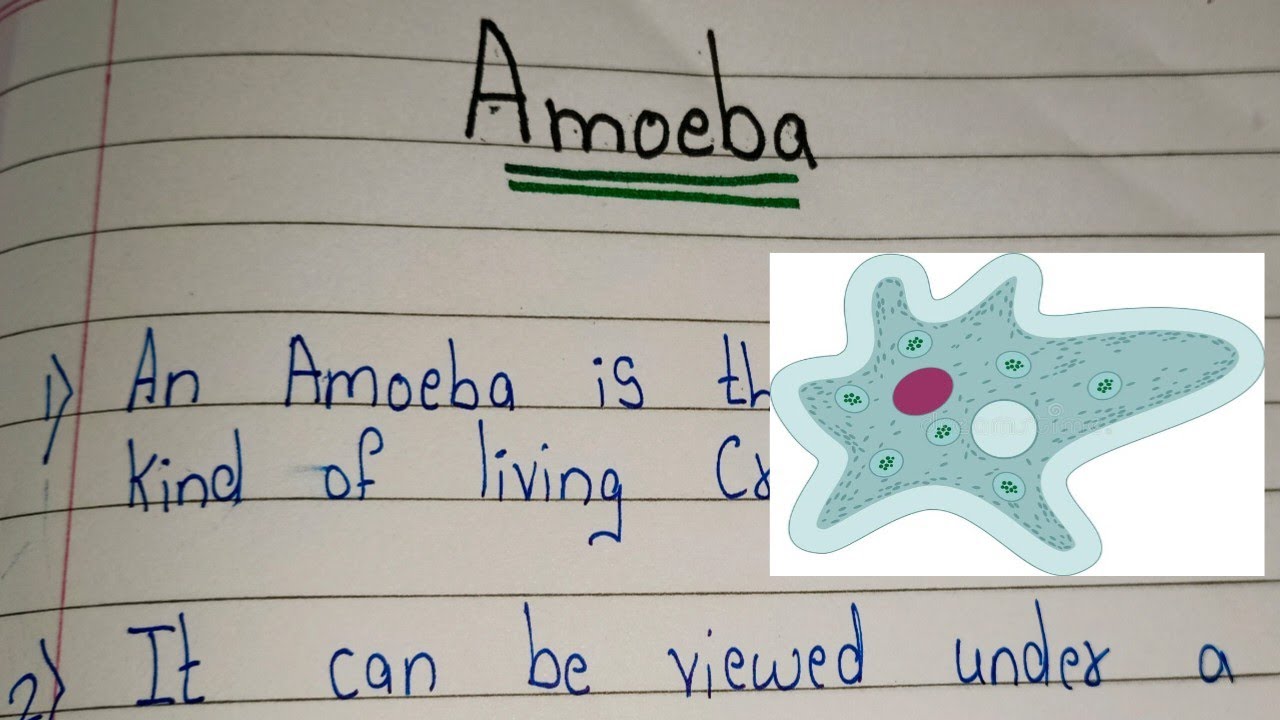 12 Lines on Amoeba/ Essay on Amoeba/ Few Lines on Amoeba in english
