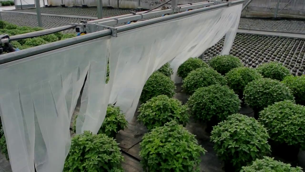 La thigmomorphogenèse en horticulture
