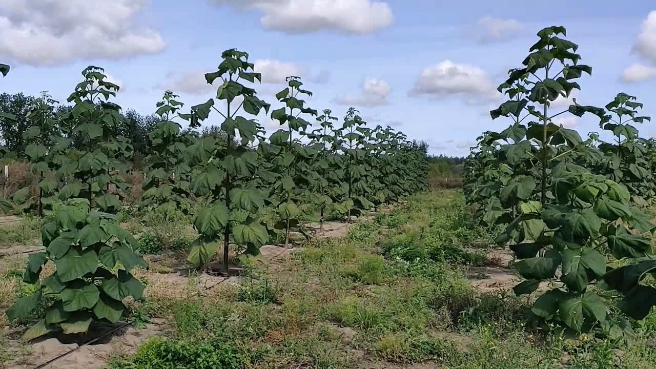 #1 Plantacja drzew tlenowych OXYTREE 4.5 m. w  5 miesięcy po cięciu.