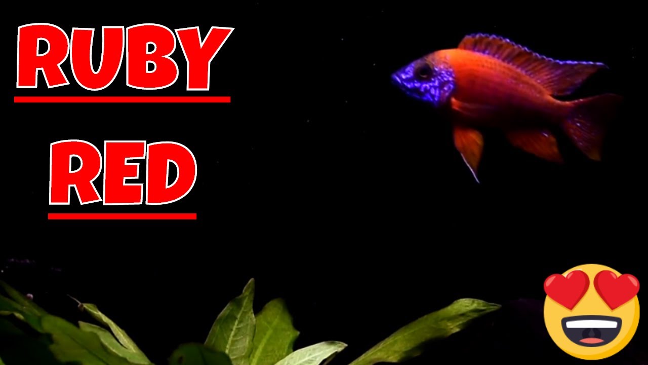 Ruby Red Peacock African Cichlid Species Spotlight
