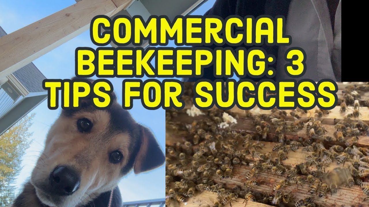 Mastering Flexibility & Growth: Commercial Beekeeper's Guide to Success