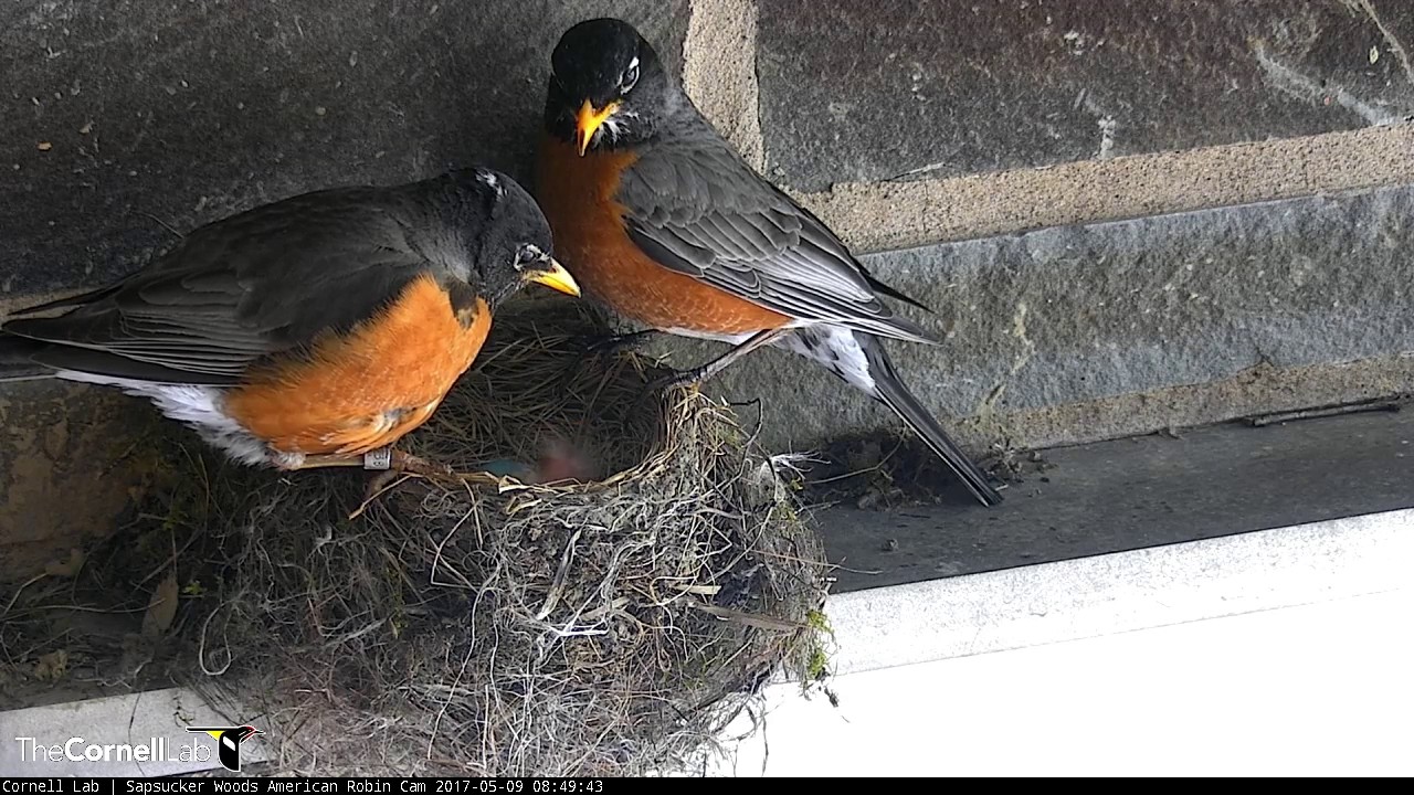 Two Chicks Perk Up During Quick Morning Feeding by Male Robin – May 9, 2017