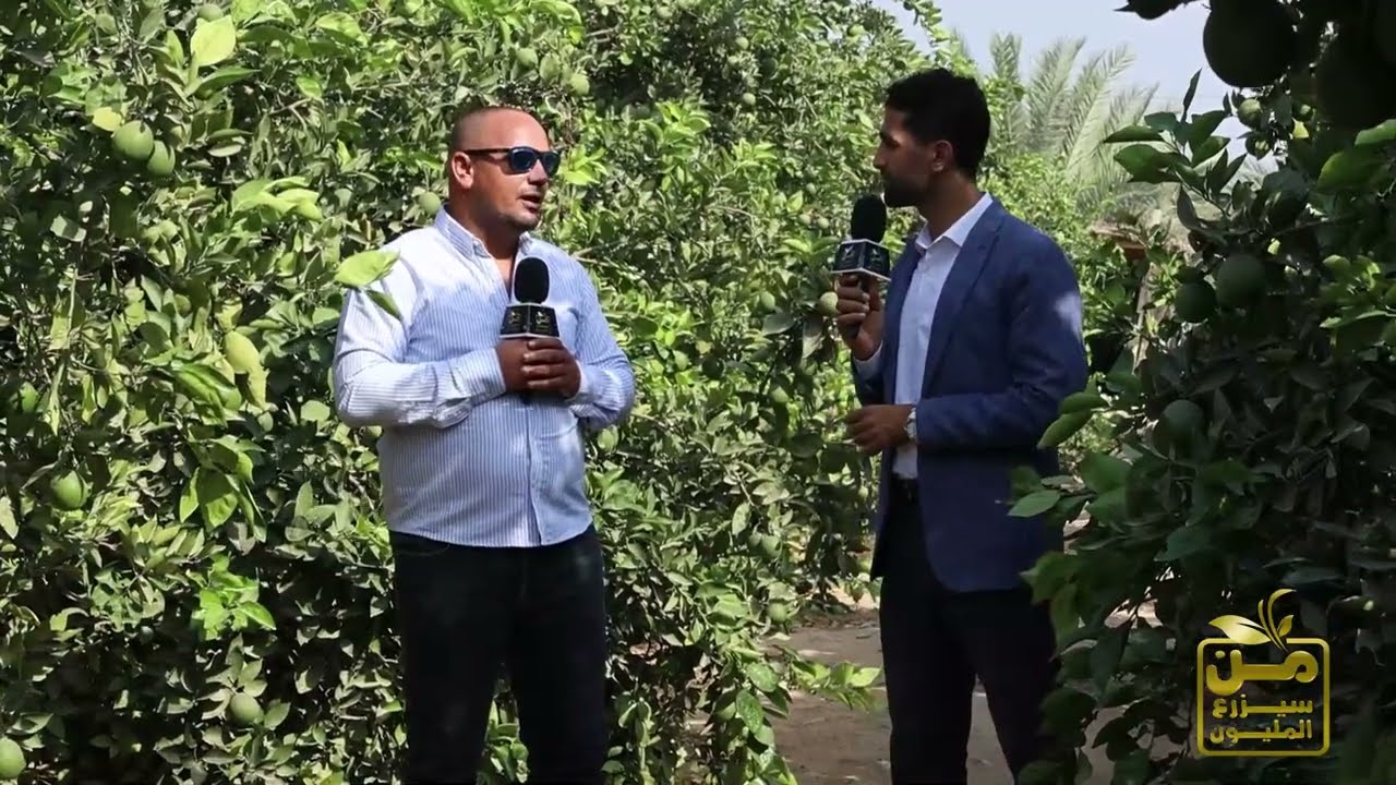 جولة في حقول البرتقال والليمون واليوسفي المصرية.. وسر تصدر مصر لعرش تصدير الموالح في العالم