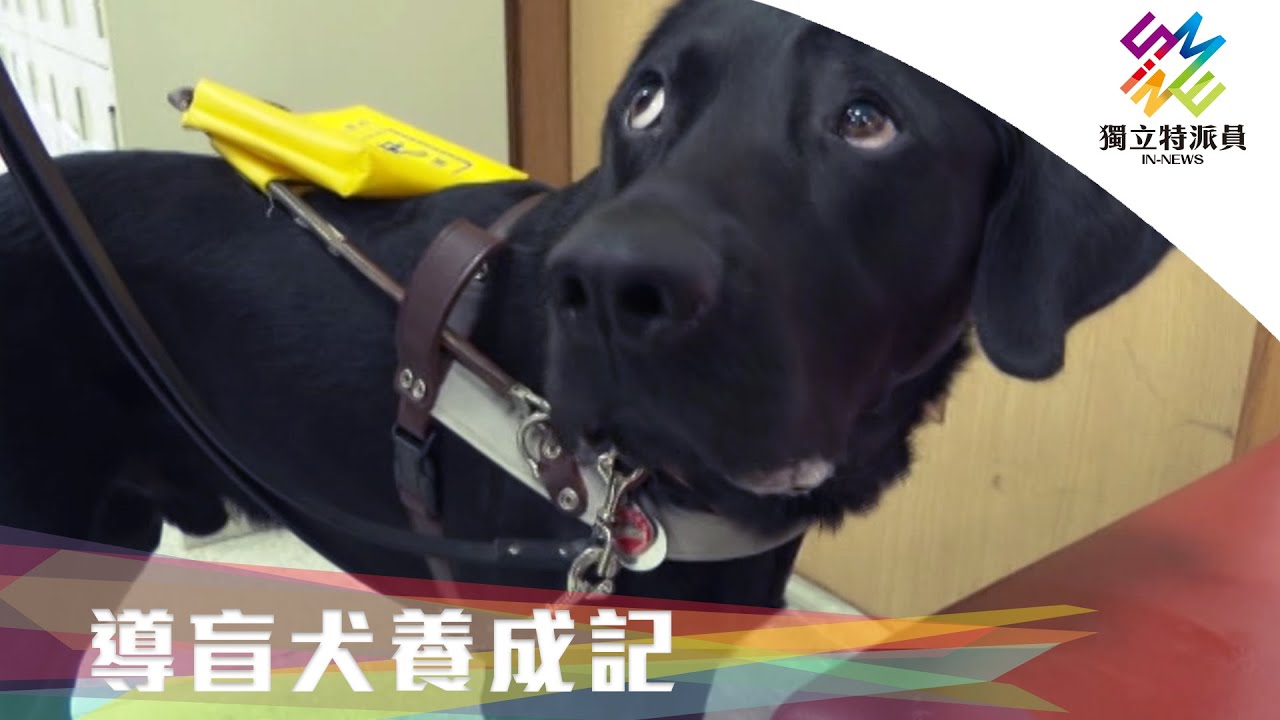 寄養家庭少，導盲犬養成遇困境。｜獨立特派員 第656集 (導盲犬養成記)