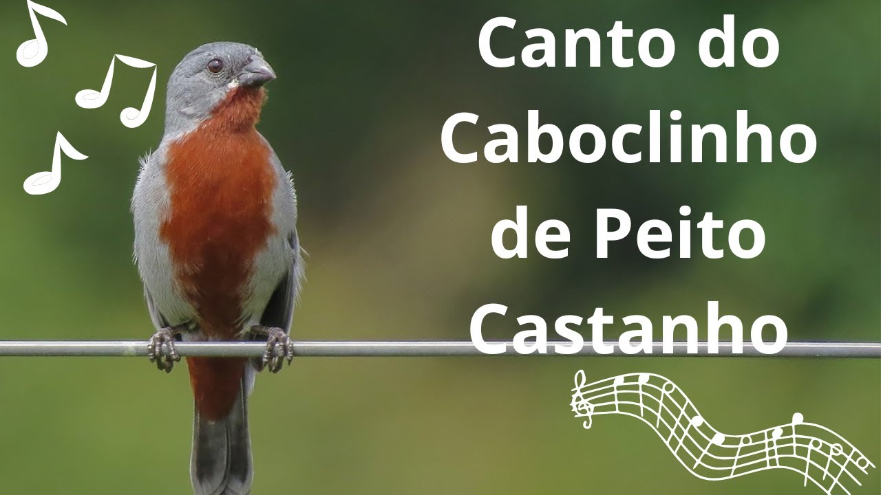 Canto do Caboclinho de Peito Castanho / Sporophila Castaneiventris 🐦🐦