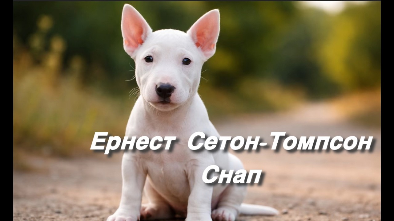 Ернест Сетон-Томпсон - Снап (Ernest Seton-Thompson - Snap)
