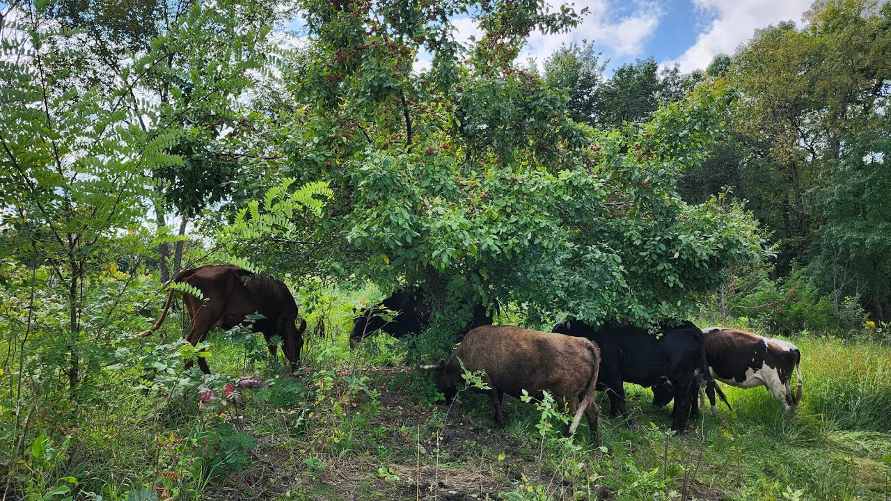 Apple grazing, optimal impact 