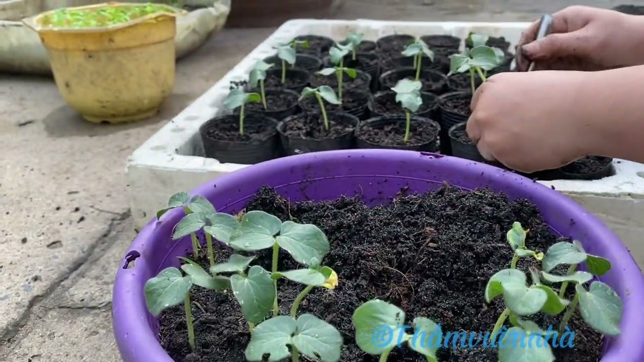 Đậu đũa đậu que và ớt xiêm trắng đã nảy mầm xanh tốt